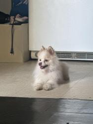 Reunited Male Dog last seen Found near Santa Rinta 3 convenience store, Reading, PA 19602