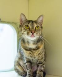 Shelter Stray Female Cat last seen Near Chamblee Dunwoody Rd. Chamblee, GA 30341, 30341, GA, 3280 Chamblee Dunwoody Rd, Chamblee, GA 30341, USA