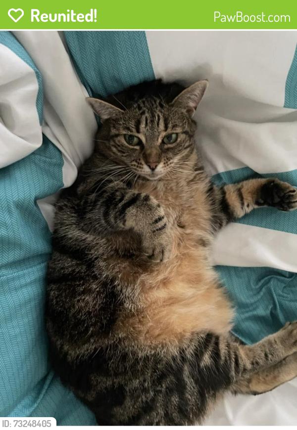 Reunited Female Cat last seen Hughes St, Fountain Inn, SC 29644