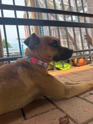 Found/Stray Female Dog last seen Country Club, Shelby, NC 28150