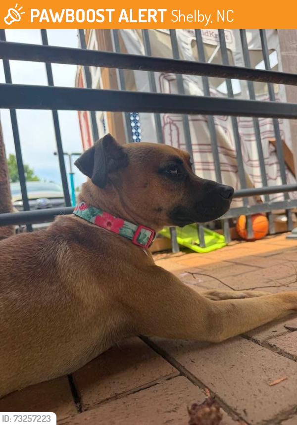 Found/Stray Female Dog last seen Country Club, Shelby, NC 28150