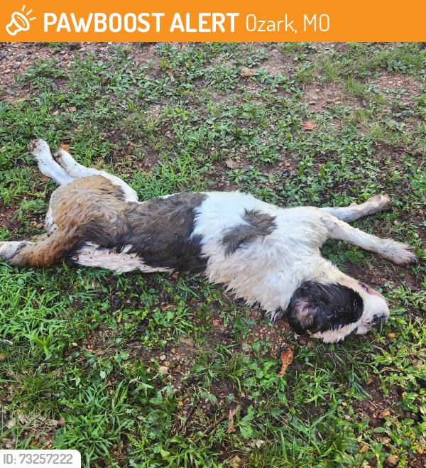 Found/Stray Male Dog last seen Mills Rd, Ozark, MO 65721