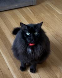 Reunited Female Cat last seen Beacon Hill Rd, Virginia, USA, Fairfax County, VA 22307