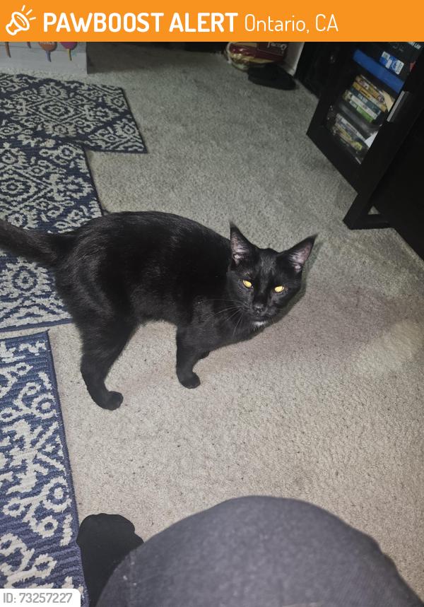Found/Stray Unknown Cat last seen Near n center Ave, Ontario, CA 91764