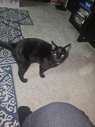Found/Stray Unknown Cat last seen Near n center Ave, Ontario, CA 91764