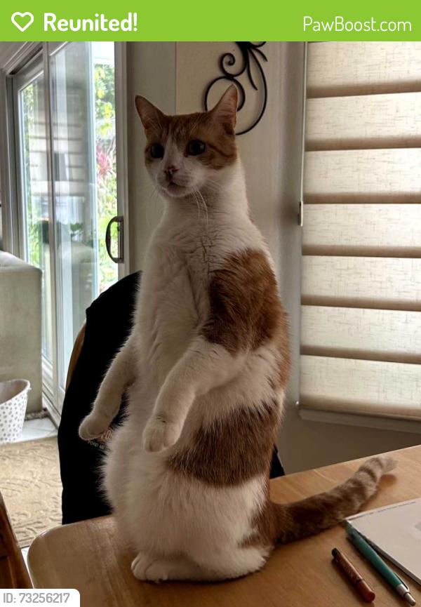 Reunited Male Cat last seen E. Marywood Dr & Meats Ave, Orange, CA 92867