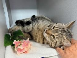 Shelter Stray Female Cat last seen abandoned in carrier in Devoe Park, BRONX, NY, 10468, 326 E 110th St, New York, NY 10029, USA