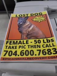 Lost Female Dog last seen Draytonville, Cherokee County, SC 29340