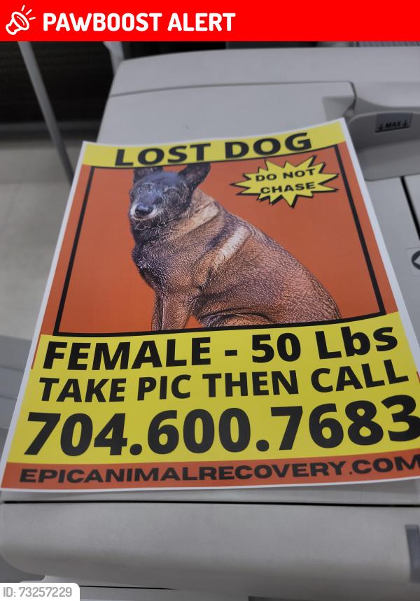 Lost Female Dog last seen Draytonville, Cherokee County, SC 29340