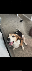 Reunited Female Dog last seen Gessner, Houston, TX 77031