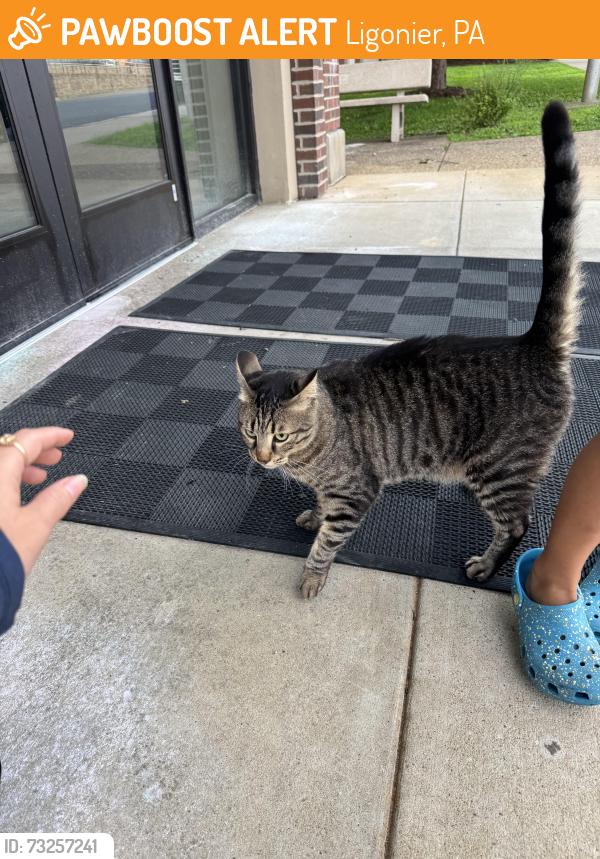 Found/Stray Unknown Cat last seen YMCA, Ligonier, PA 15658