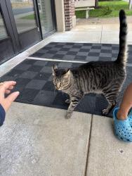 Found/Stray Unknown Cat last seen YMCA, Ligonier, PA 15658