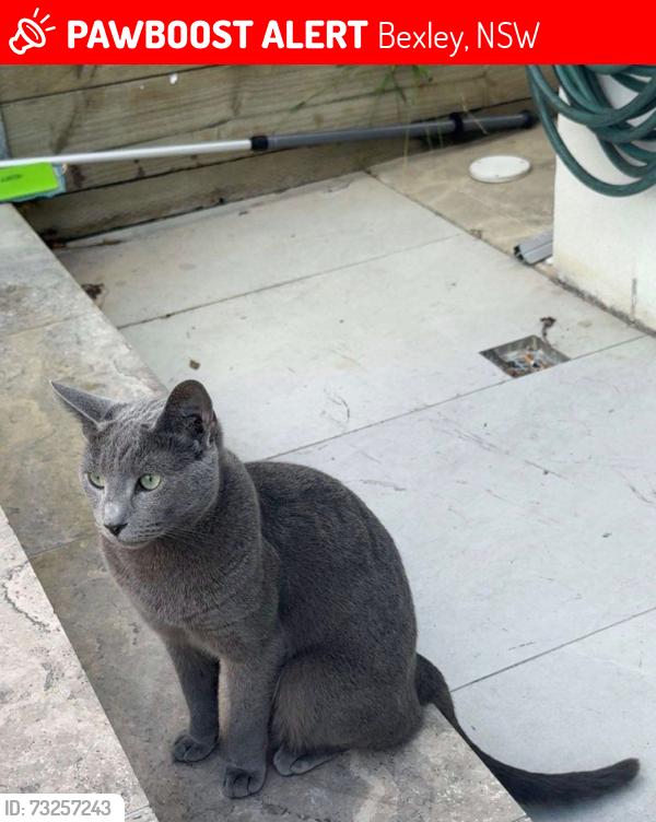 Lost Male Cat last seen Off Forrest road, Bexley, NSW 2207