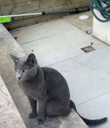 Lost Male Cat last seen Off Forrest road, Bexley, NSW 2207