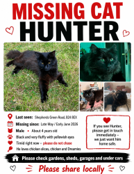 Lost Male Cat last seen B24 8EX, West Midlands, England B24 8EX
