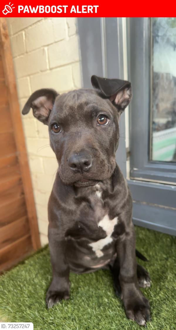 Lost Male Dog last seen mill lane, South Kirkby, England WF9 3DW