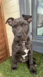 Lost Male Dog last seen mill lane, South Kirkby, England WF9 3DW