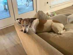 Reunited Female Dog last seen Next to Bailey Jr high, Arlington, TX 76013