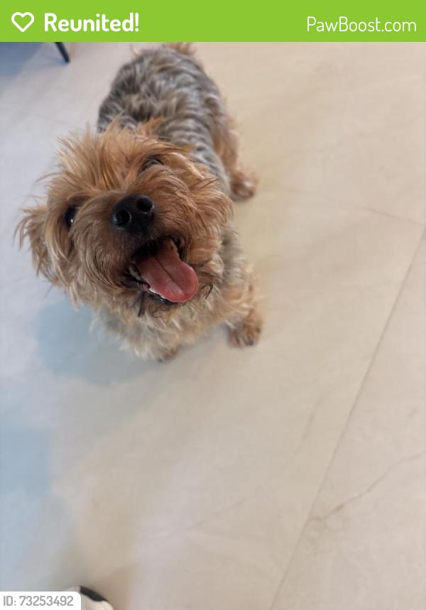Reunited Female Dog last seen Chickasaw estates near Red Bay Dr and Holly Bay Way, Orlando, FL 32829