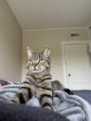 Found/Stray Male Cat last seen New Center/Milwaukee Junction Area, Detroit, MI 48202