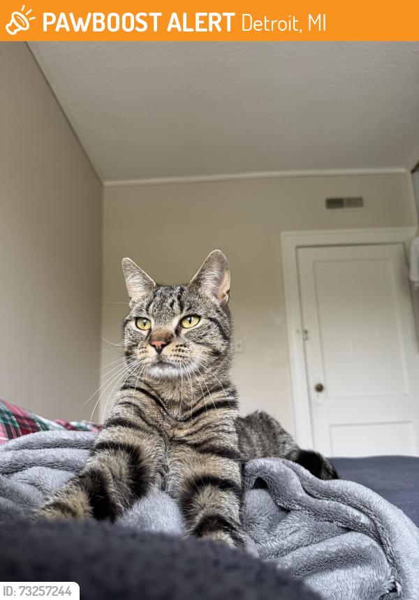 Found/Stray Male Cat last seen New Center/Milwaukee Junction Area, Detroit, MI 48202