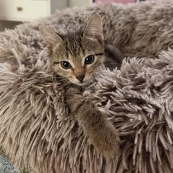 Shelter Stray Male Cat last seen , 8020 Washington St, Port Richey, FL 34668, USA