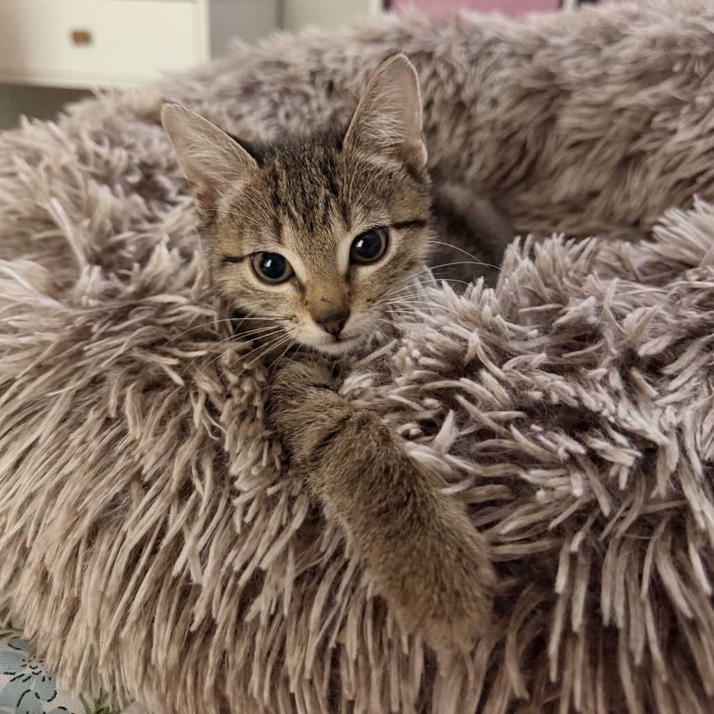 Shelter Stray Male Cat last seen , 8020 Washington St, Port Richey, FL 34668, USA