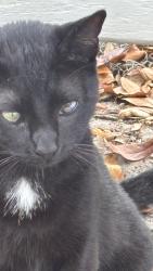 Lost Male Cat last seen Florida boys ranch and 561, Clermont, FL 34711