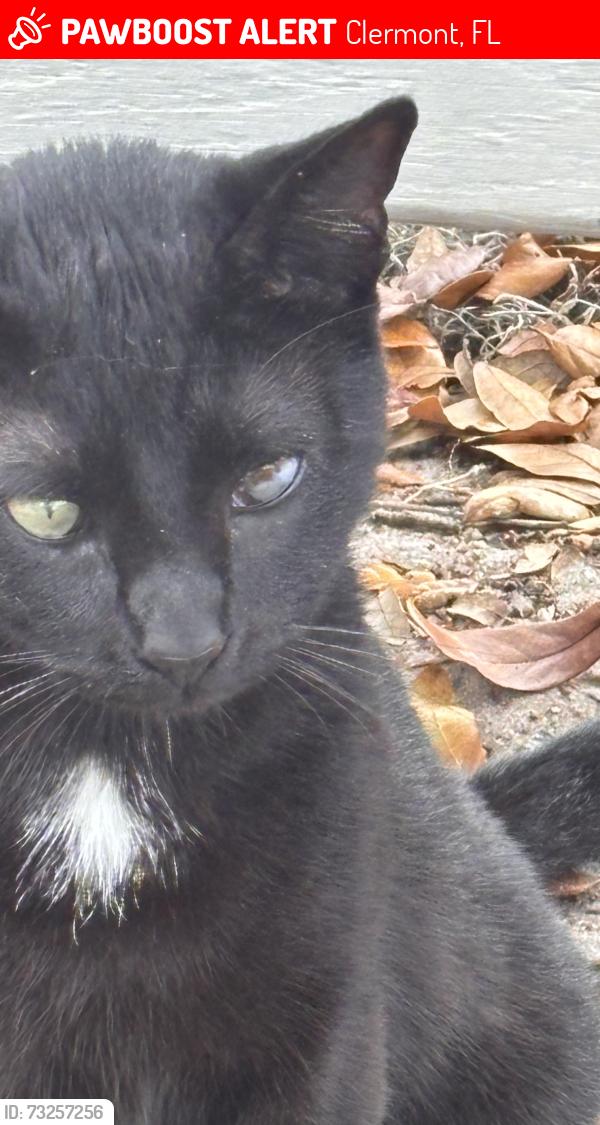 Lost Male Cat last seen Florida boys ranch and 561, Clermont, FL 34711