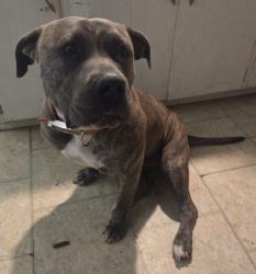 Found/Stray Female Dog last seen Morris and Johnson, Modesto, CA 95350