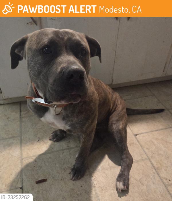Found/Stray Female Dog last seen Morris and Johnson, Modesto, CA 95350