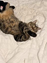 Lost Male Cat last seen Merlot and Zinfandel, new braunfels, New Braunfels, TX 78132