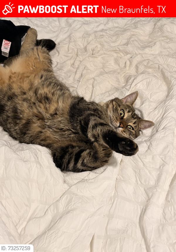 Lost Male Cat last seen Merlot and Zinfandel, new braunfels, New Braunfels, TX 78132