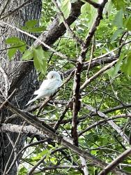 Found/Stray Unknown Bird last seen Off of the bike trail near the train tracks in Wildflower Grove Park, in the tree-line to the south of the wildflower grove community garden, Fargo, ND 58102