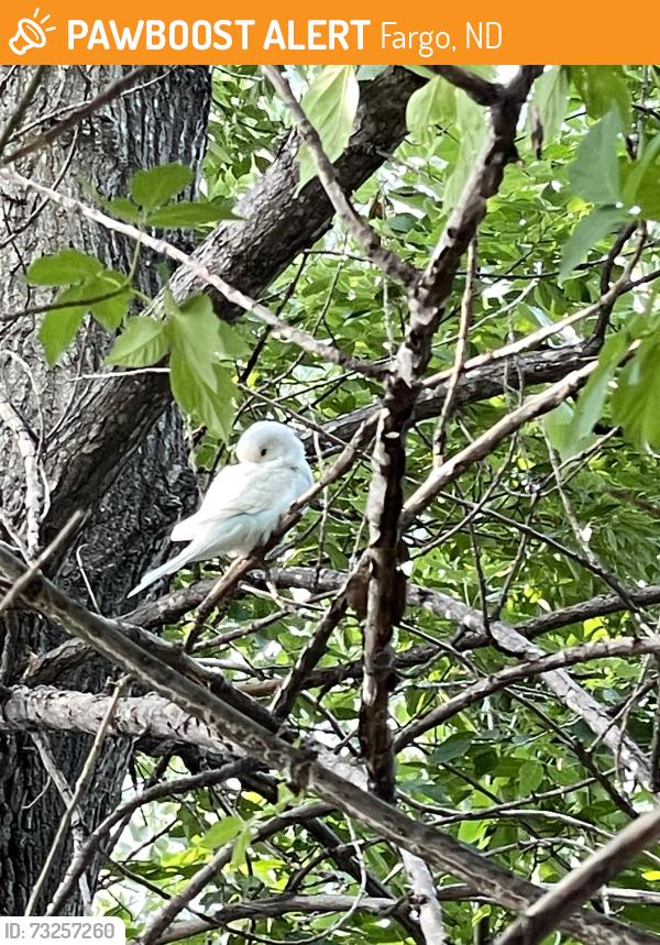 Found/Stray Unknown Bird last seen Off of the bike trail near the train tracks in Wildflower Grove Park, in the tree-line to the south of the wildflower grove community garden, Fargo, ND 58102