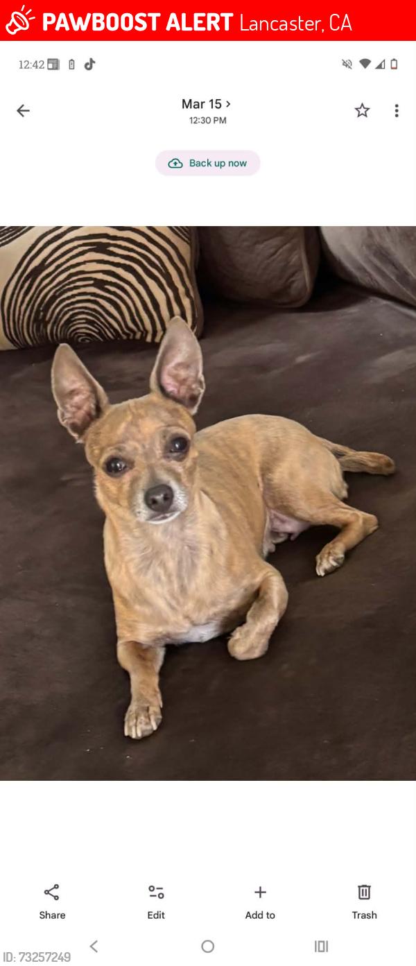 Lost Female Dog last seen Ave I and 23rd st, Lancaster, CA 93535