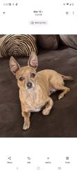 Lost Female Dog last seen Ave I and 23rd st, Lancaster, CA 93535