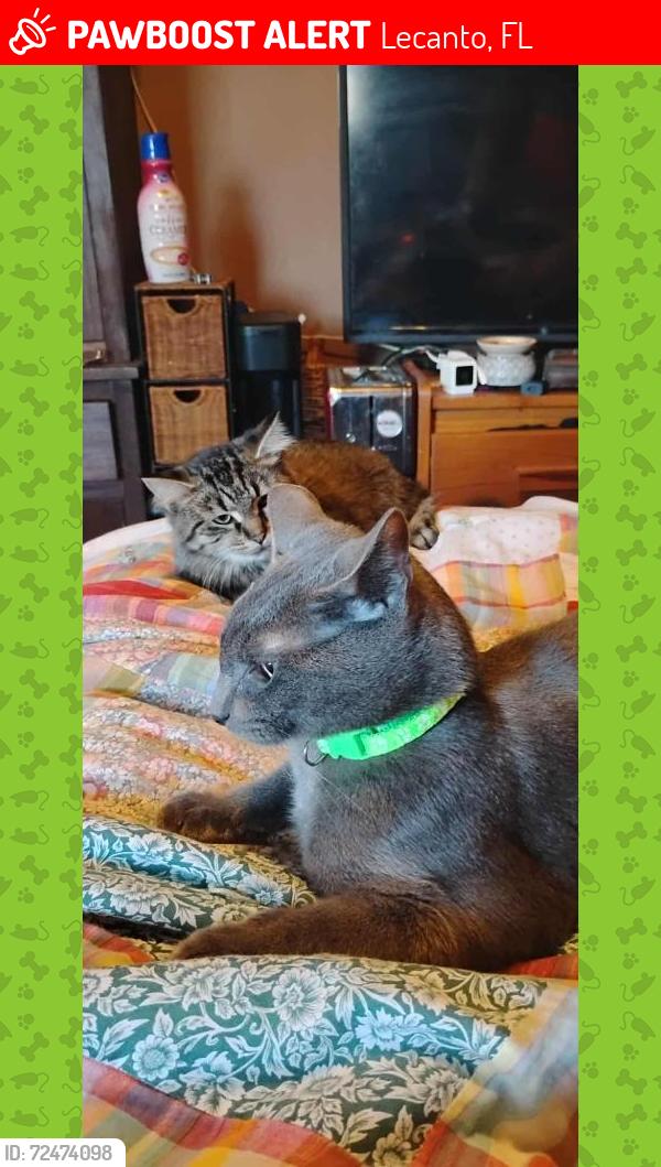 Lost Male Cat last seen Take 5 oil change, Lecanto, FL 34461