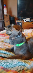 Lost Male Cat last seen Take 5 oil change, Lecanto, FL 34461