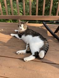 Found/Stray Male Cat last seen Pleasantview and Heather Lane, Pottstown, PA 19464