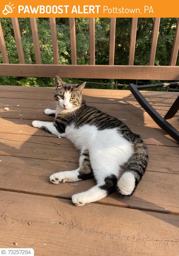 Found/Stray Male Cat last seen Pleasantview and Heather Lane, Pottstown, PA 19464