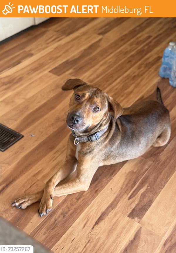 Found/Stray Male Dog last seen CR 220 and Joe Johns, Middleburg, FL 32068