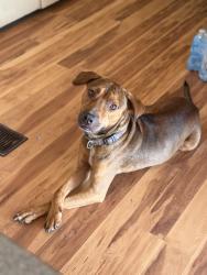 Found/Stray Male Dog last seen CR 220 and Joe Johns, Middleburg, FL 32068