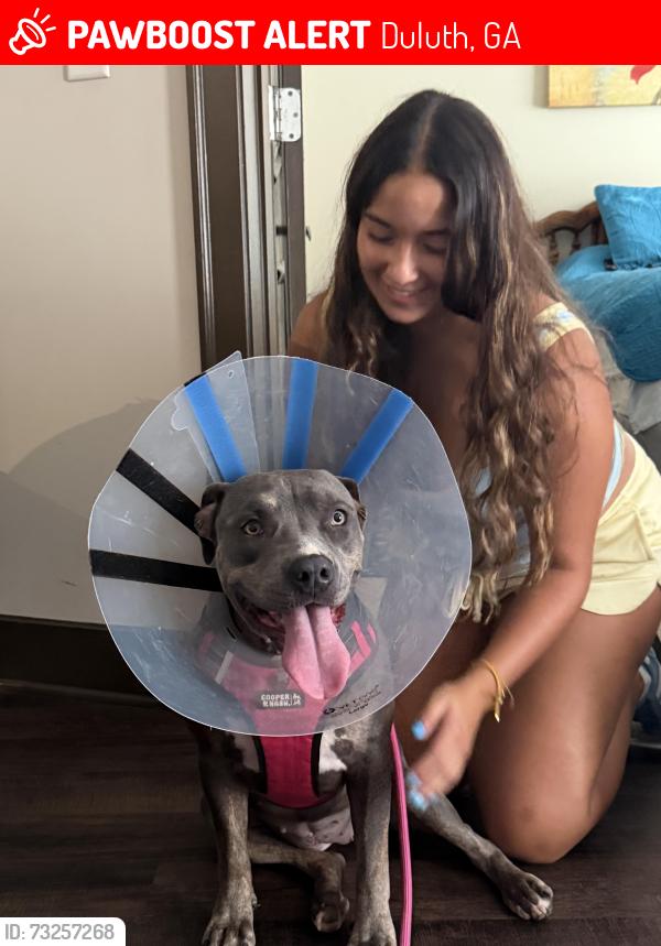 Lost Female Dog last seen Near valley ridge dr, Duluth, GA 30096