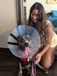 Lost Female Dog last seen Near valley ridge dr, Duluth, GA 30096