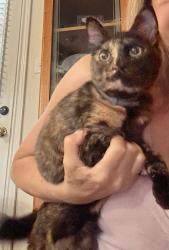 Reunited Female Cat last seen Live Oak Lane Friendswood TX, Friendswood, TX 77546
