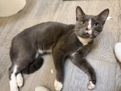 Found/Stray Male Cat last seen In front of building gate, Sanford, FL 32771