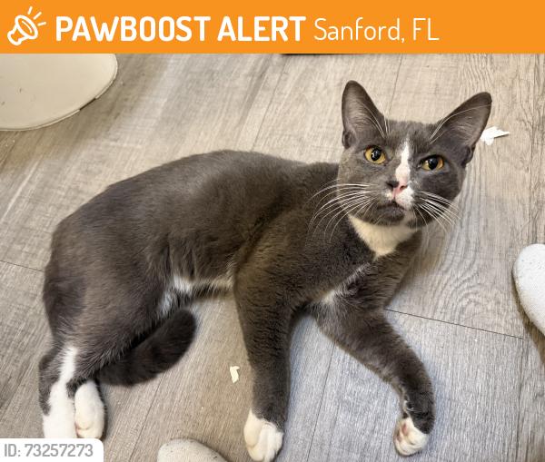 Found/Stray Male Cat last seen In front of building gate, Sanford, FL 32771