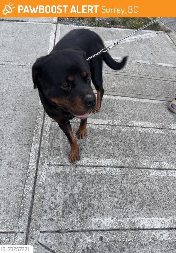 Found/Stray Male Dog last seen Old Mclellan Rd, 57 avenue, Surrey, BC 