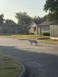 Found/Stray Unknown Dog last seen Mosswood, Garland, TX 75042